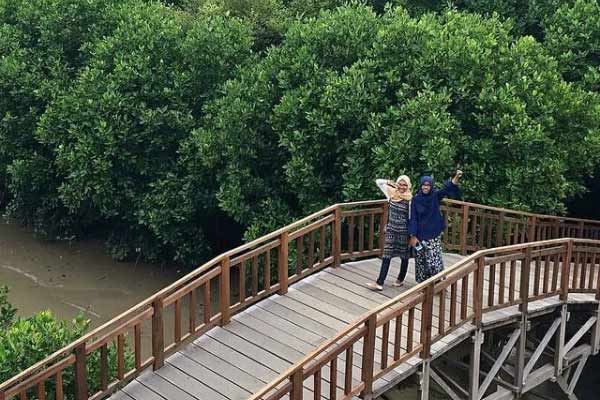 Alamat dan Rute Lokasi Hutan Mangrove Brebes