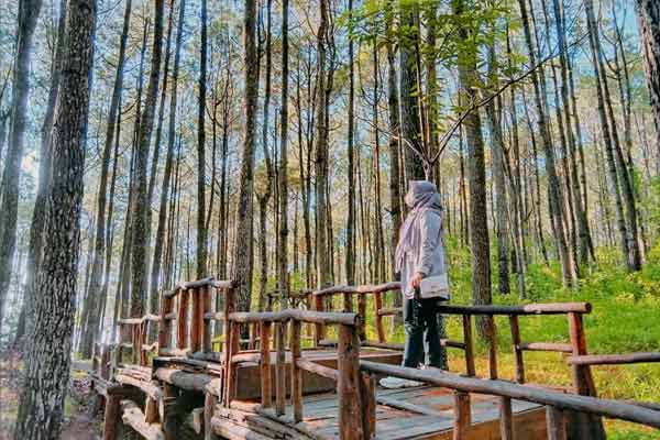 Alamat dan Rute Lokasi Hutan Pinus Asri