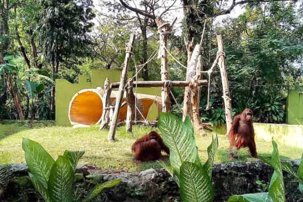 Alamat dan Rute Lokasi Kebun Binatang Surabaya