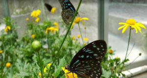 Cameron Highland Butterfly Farm