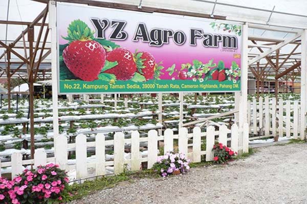 Entrance Fee YZ Agro Farm