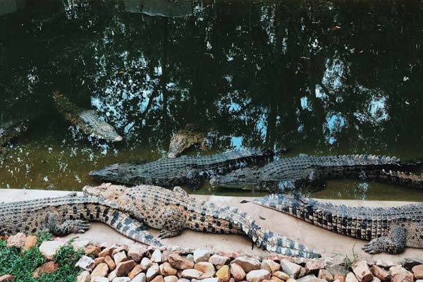 Facillity Crocodile Adventureland Langkawi