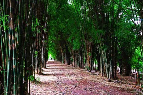 Harga Tiket Masuk Hutan Bambu