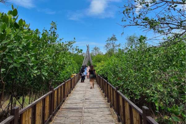Harga Tiket Masuk Hutan Mangrove Surabaya