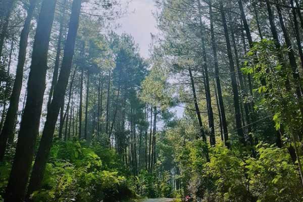 Harga Tiket Masuk Hutan Pinus Kalilo