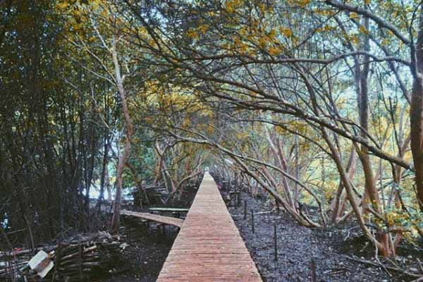 Harga Tiket Masuk Wisata Mangrove Jakarta