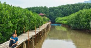 Hutan Mangrove Kebumen