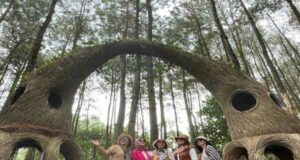 Hutan Pinus Pengger Yogyakarta