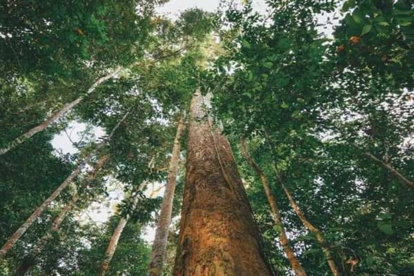 Hutan Simpan Bukit Gemok Sabah