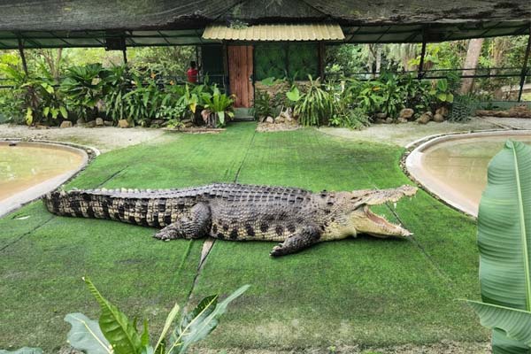 Opening Hours Crocodile Adventureland Langkawi