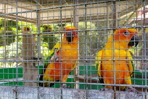 Opening Hours Labuan Bird Park