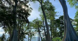 Pohon Purba Pringgabaya Lombok