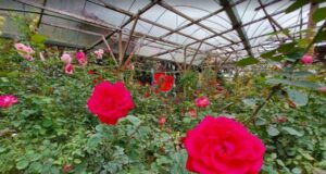 Rose Garden Cameron Highlands