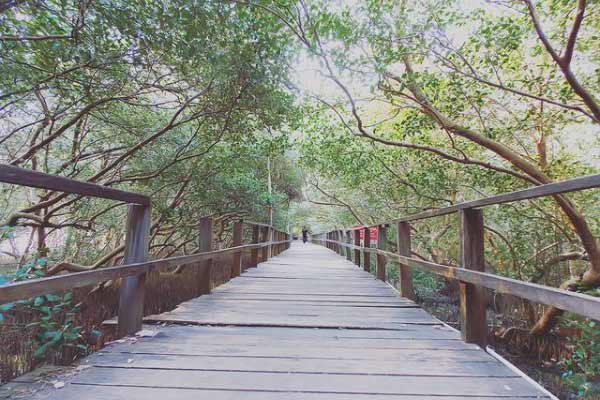 Spot Wisata di Hutan Mangrove Morosari