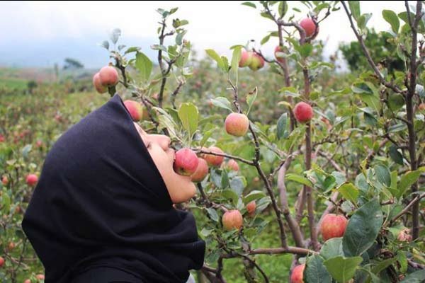kebun apel malang