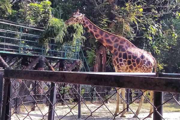 Spot Wisata di Kebun Binatang Surabaya