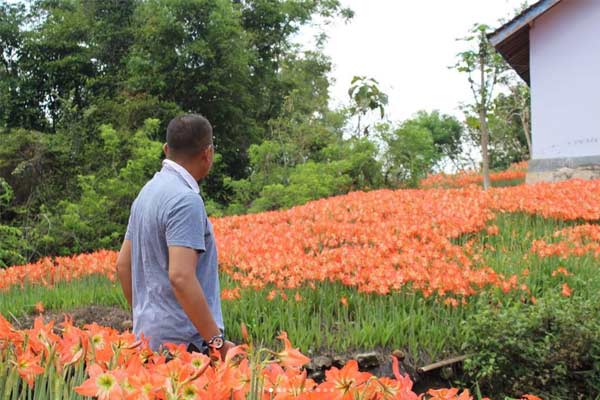 Spot Wisata di Kebun Bunga Amarilis