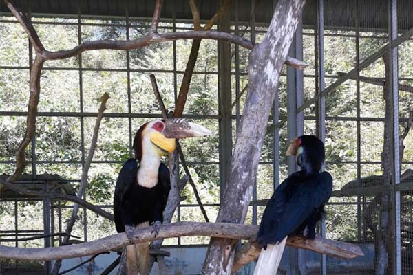 Spot di Labuan Bird Park