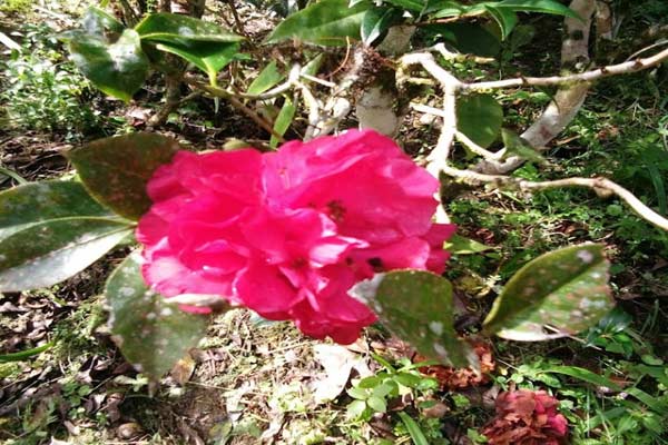 Spot di Tan's Camellia Garden