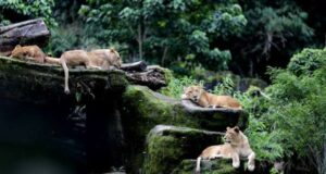 Taman Safari Cisarua Bogor