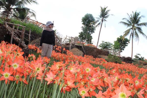 Tips Berkunjung ke Kebun Bunga Amarilis