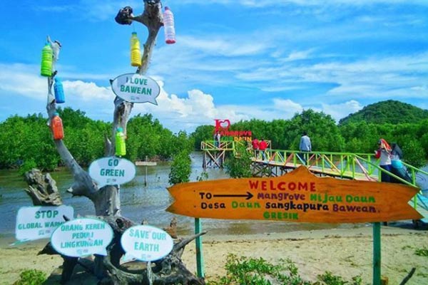 Tips Berkunjung ke Mangrove Hijau Daun