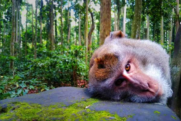Tips Berkunjung ke Sangeh Monkey Forest