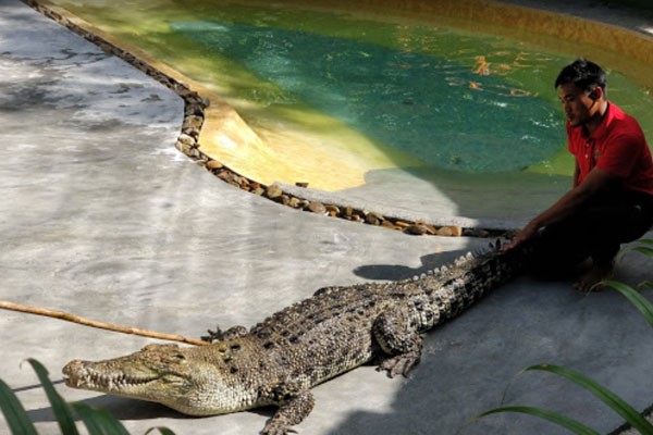 Tips Melawat Crocodile Adventureland Langkawi