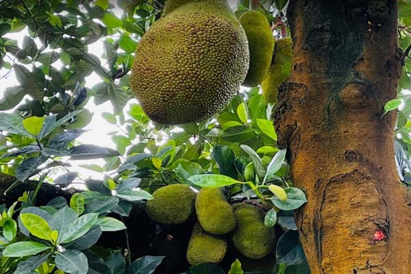 Tips Melawat Desaru Fruit Farm