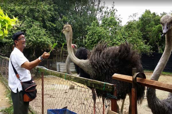 Tips Melawat Pd Ostrich Show Farm