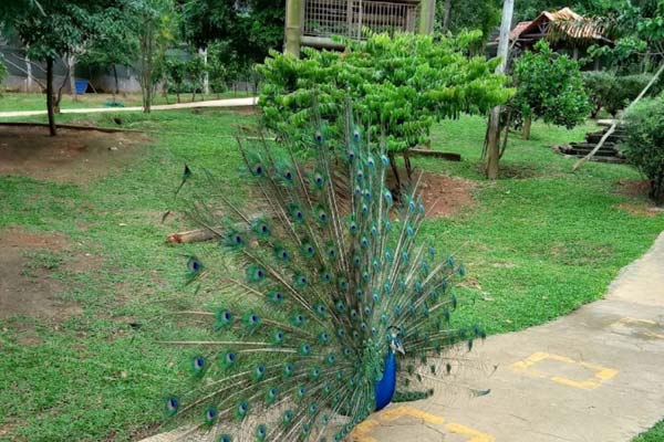 Tips Melawat Taman Burung Melaka