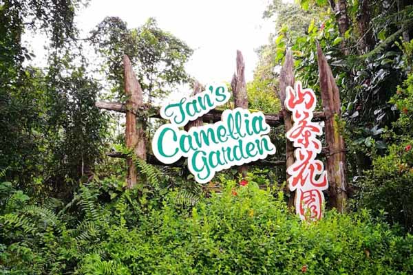 Tips Melawat Tan's Camellia Garden