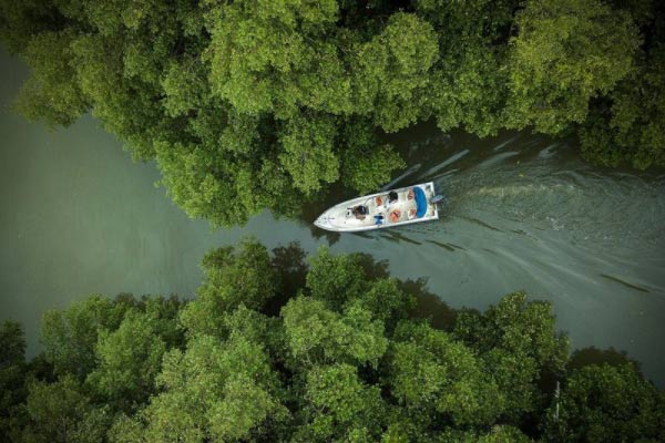 hutan mangrove morosari demak