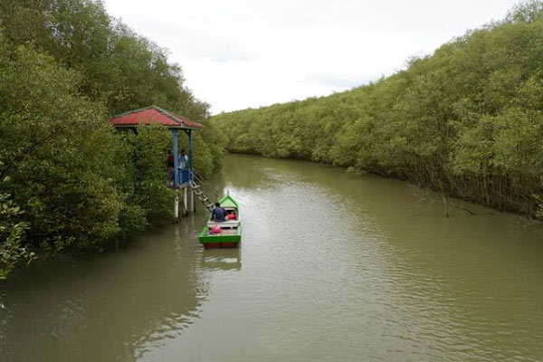 tips berkunjung ke hutan mangrove demak